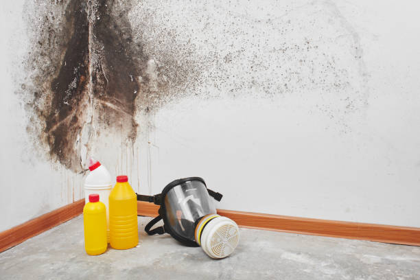 Best Mold Removal and Inspection  in The Pinery, CO