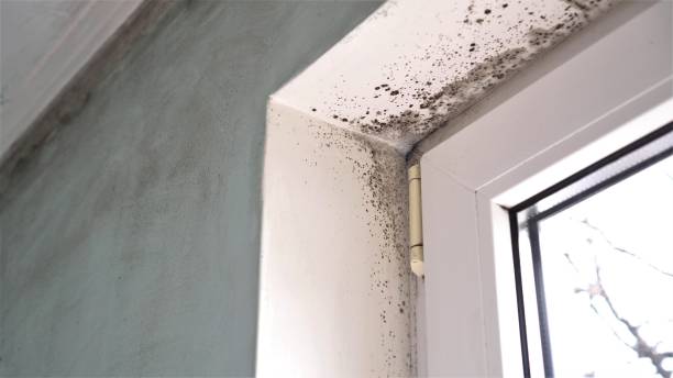 Best Commercial Mold Removal  in The Pinery, CO