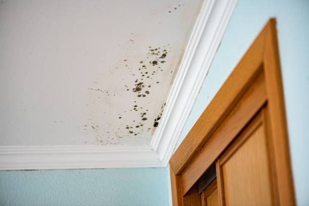 Best Residential Mold Removal  in The Pinery, CO