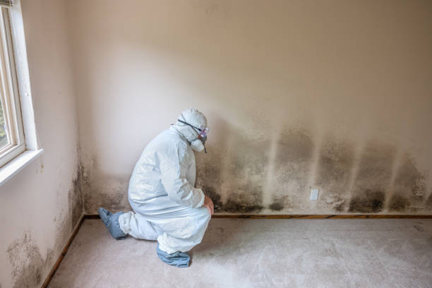 Best Mold Removal Process  in The Pinery, CO